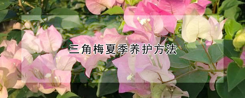 三角梅夏季养护方法