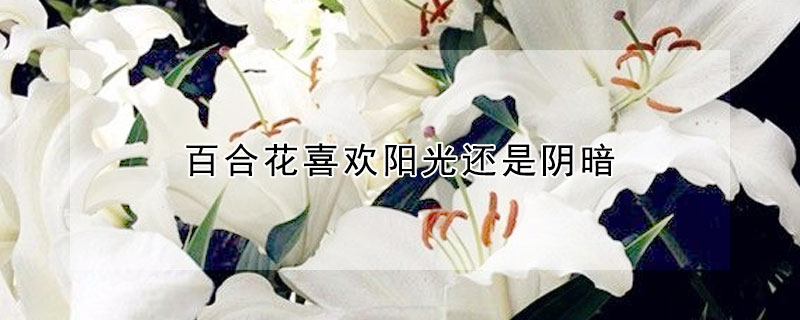 百合花喜欢阳光还是阴暗