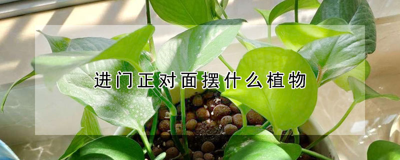 进门正对面摆什么植物