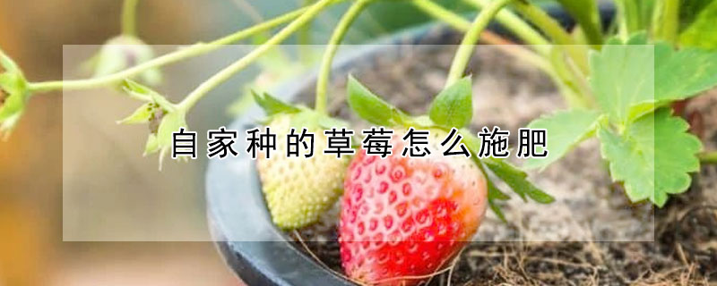 自家种的草莓怎么施肥