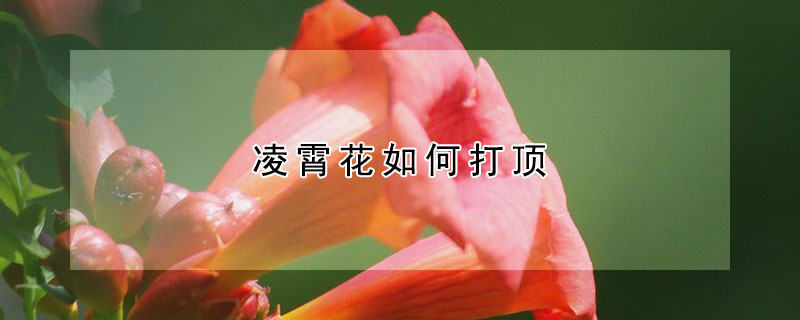 凌霄花如何打顶