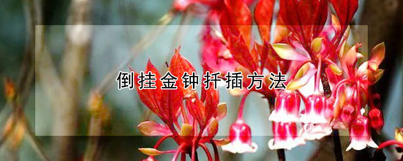 倒挂金钟扦插方法
