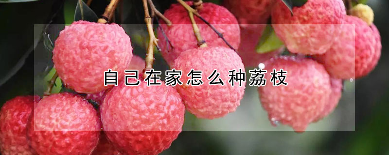 自己在家怎么种荔枝