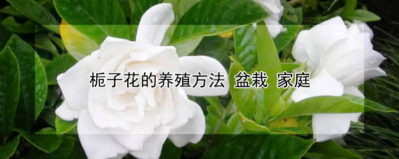 栀子花的养殖方法 盆栽 家庭