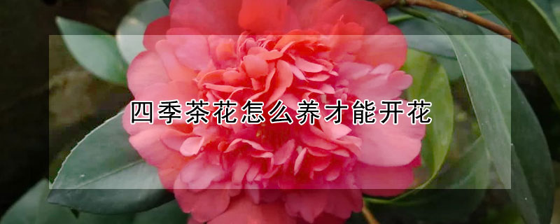 四季茶花怎么养才能开花