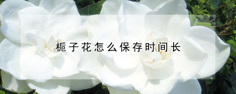 栀子花怎么保存时间长