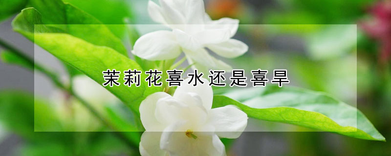 茉莉花喜水还是喜旱