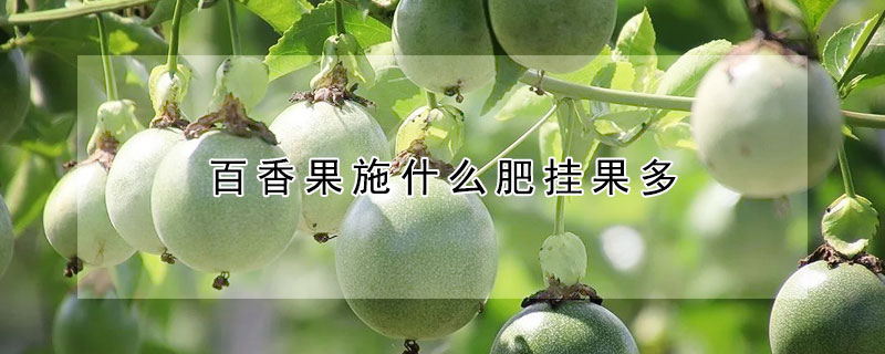 百香果施什么肥挂果多