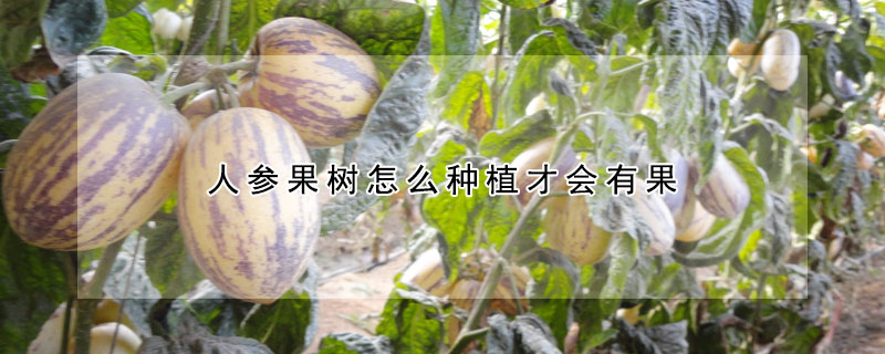 人参果树怎么种植才会有果