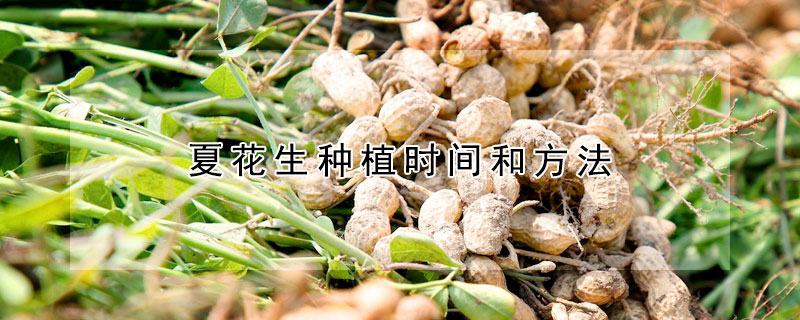 夏花生种植时间和方法