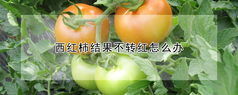 西红柿结果不转红怎么办 —【发财农业网】