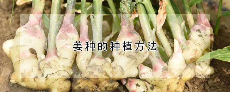 姜种的种植方法