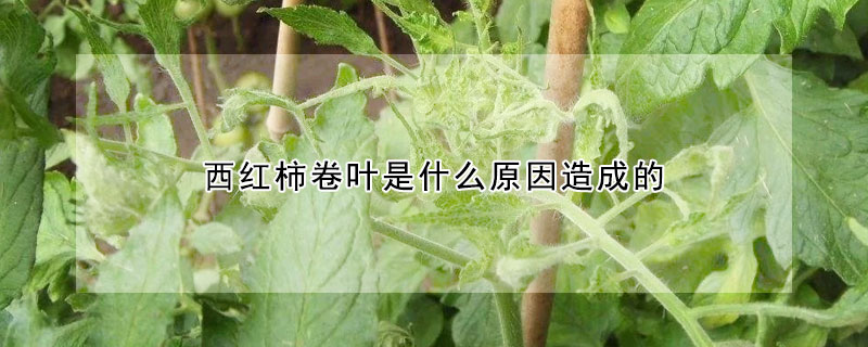 西红柿卷叶是什么原因造成的