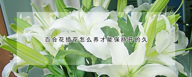 百合花插花怎么养才能保持开的久