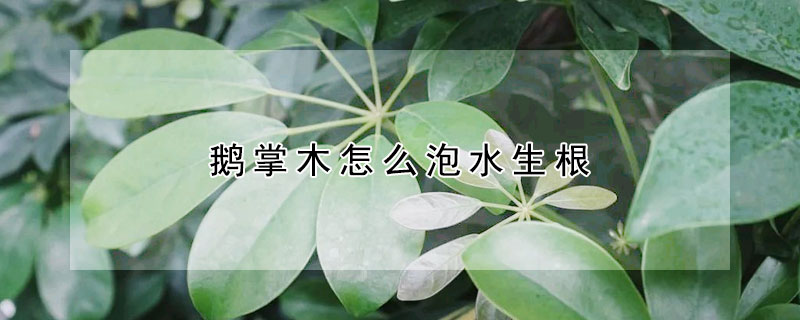 鹅掌木怎么泡水生根