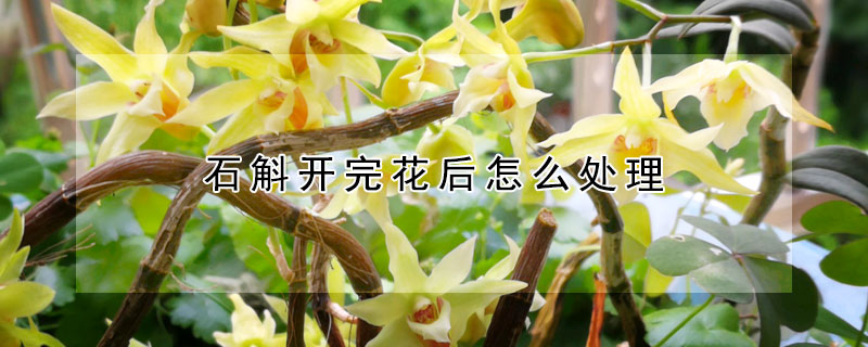 石斛开完花后怎么处理