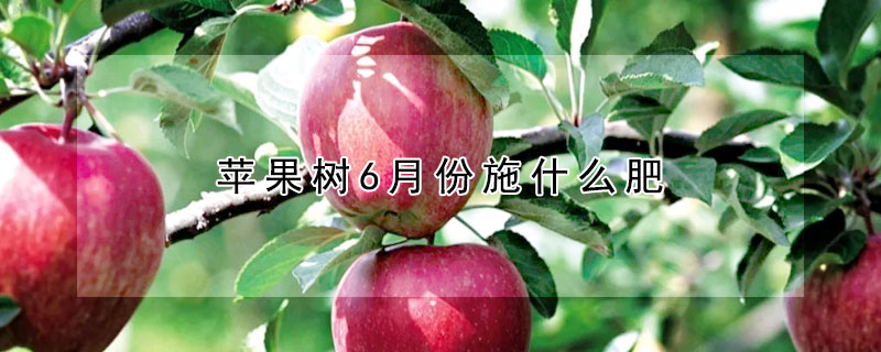 苹果树6月份施什么肥