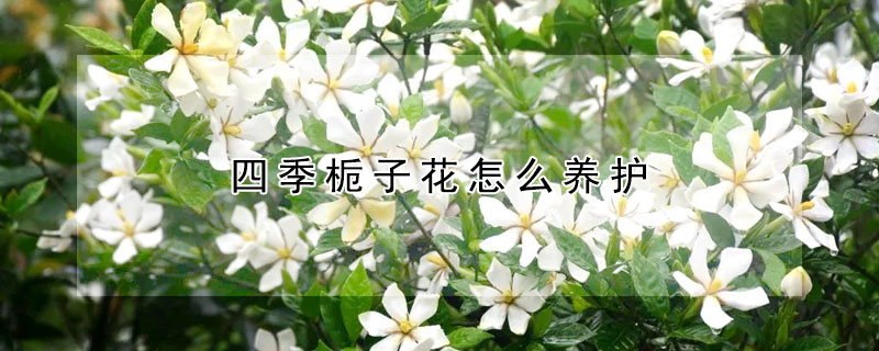 四季栀子花怎么养护