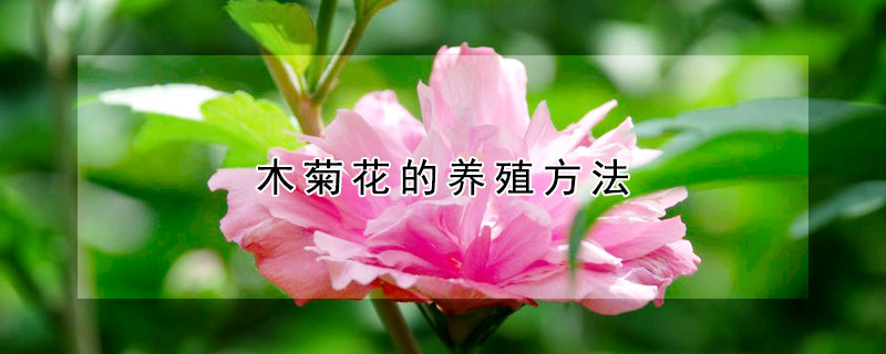 木菊花的养殖方法