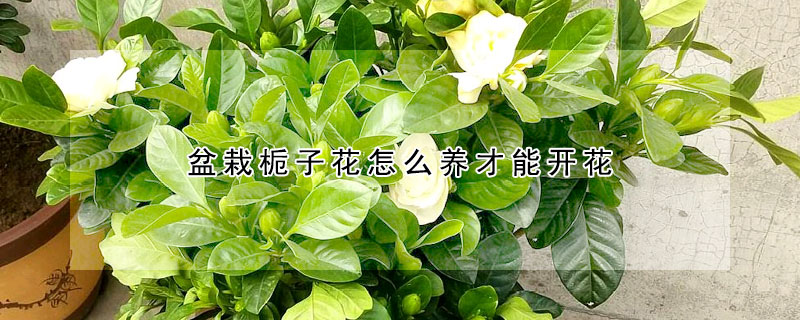 盆栽栀子花怎么养才能开花