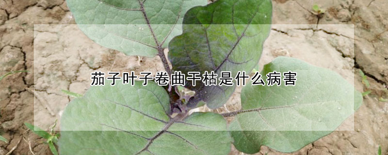 茄子叶子卷曲干枯是什么病害