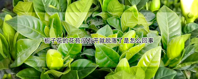 栀子花的花苞没有开就脱落了是怎么回事