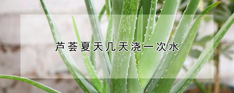 芦荟夏天几天浇一次水