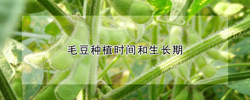 毛豆种植时间和生长期