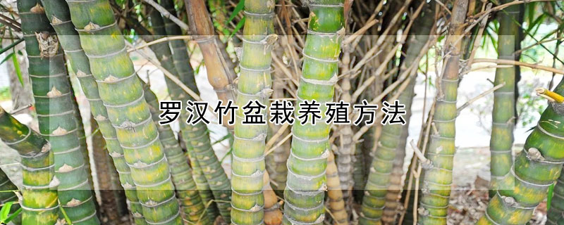 罗汉竹盆栽养殖方法