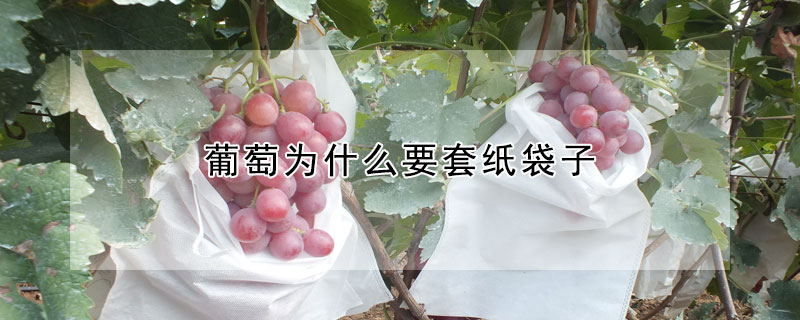 葡萄为什么要套纸袋子