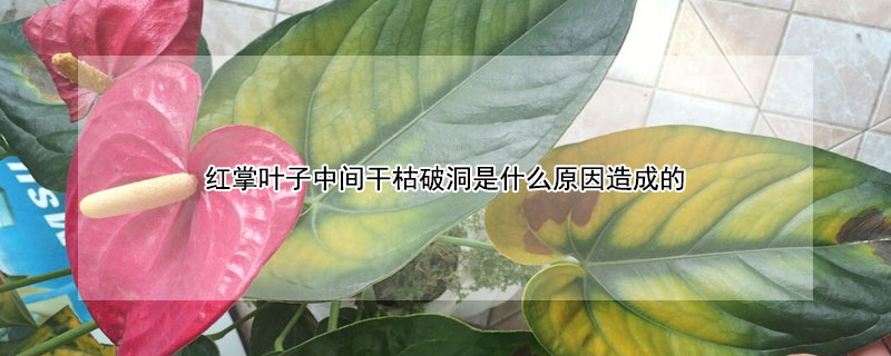 红掌叶子中间干枯破洞是什么原因造成的