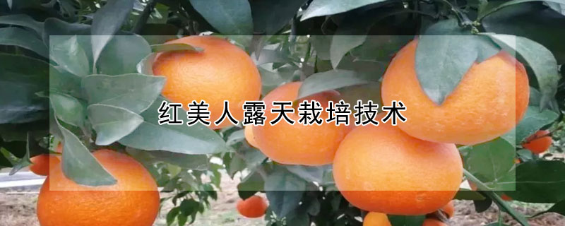 红美人露天栽培技术 —【发财农业网】