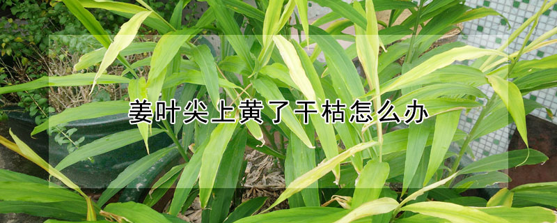 姜叶尖上黄了干枯怎么办