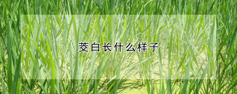 茭白长什么样子