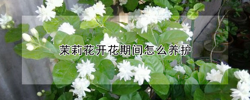 茉莉花开花期间怎么养护