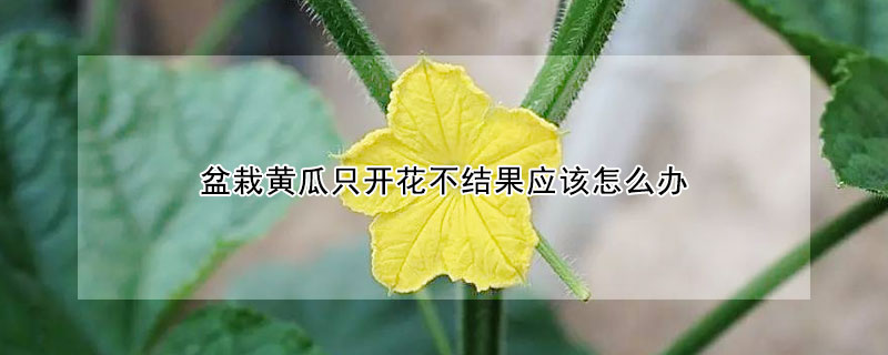 盆栽黄瓜只开花不结果应该怎么办