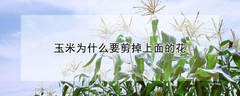 玉米为什么要剪掉上面的花