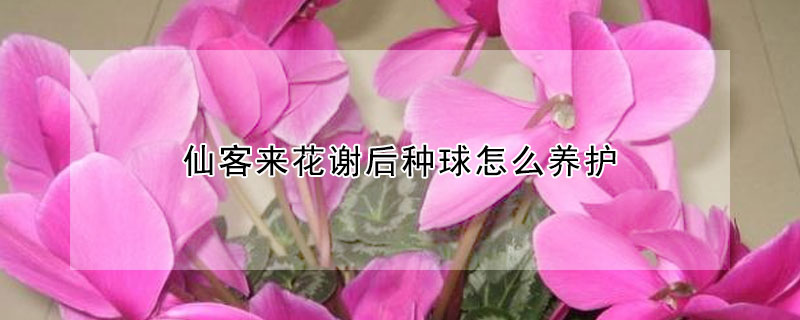 仙客来花谢后种球怎么养护