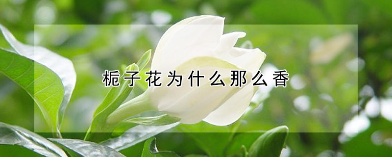 栀子花为什么那么香