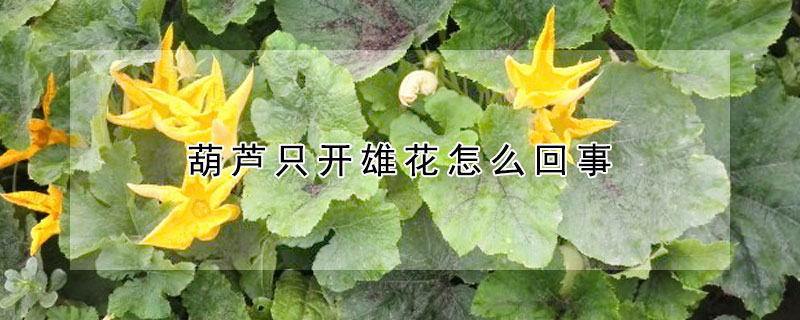 葫芦只开雄花怎么回事