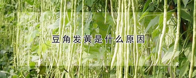 豆角发黄是什么原因