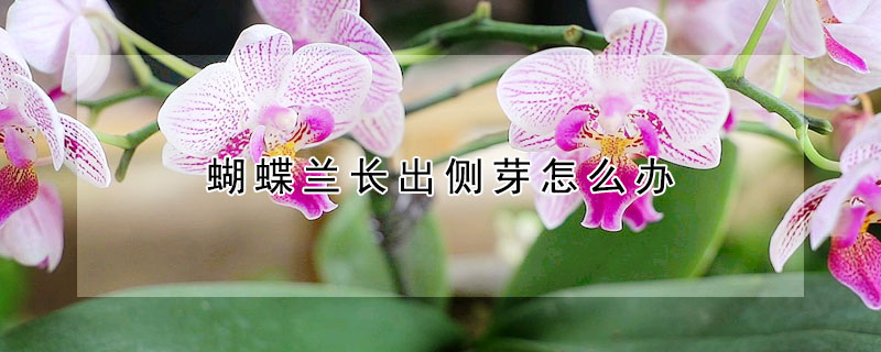 蝴蝶兰长出侧芽怎么办