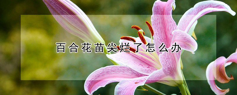 百合花苗尖烂了怎么办