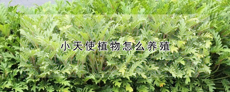 小天使植物怎么养殖