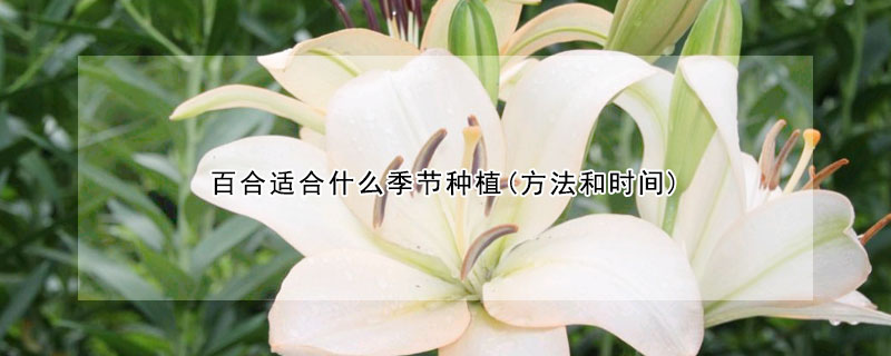 百合适合什么季节种植(方法和时间)