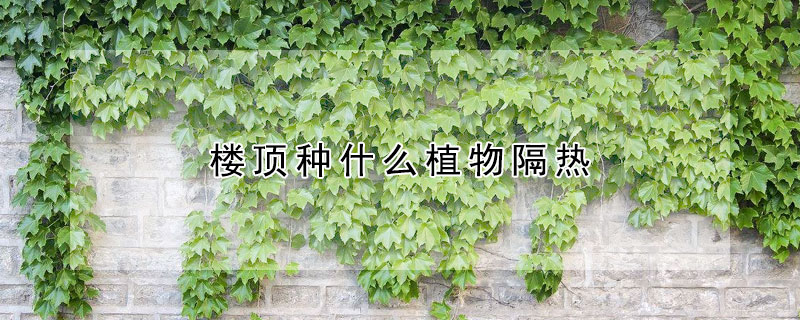 楼顶种什么植物隔热