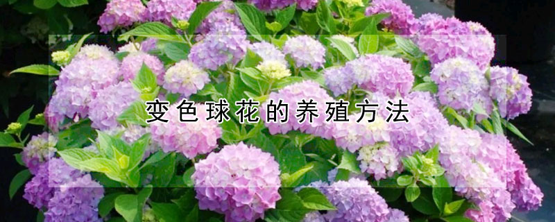 变色球花的养殖方法