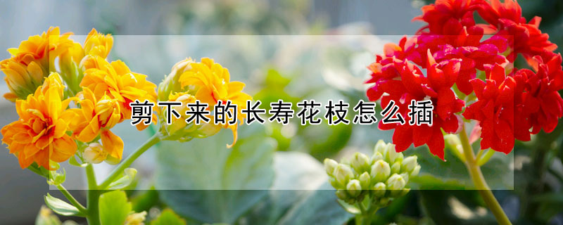 剪下来的长寿花枝怎么插