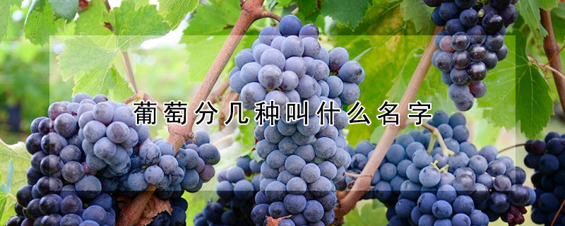 葡萄分几种叫什么名字