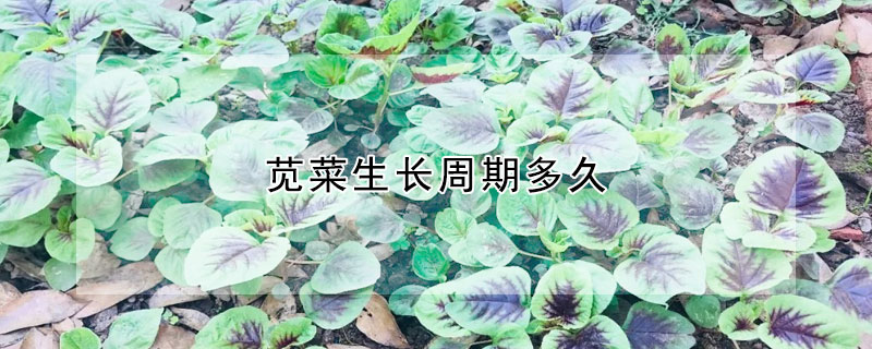 苋菜生长周期多久